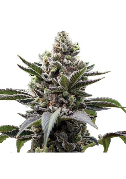 Lithium OG Kush  5 u. fem. Nirvana