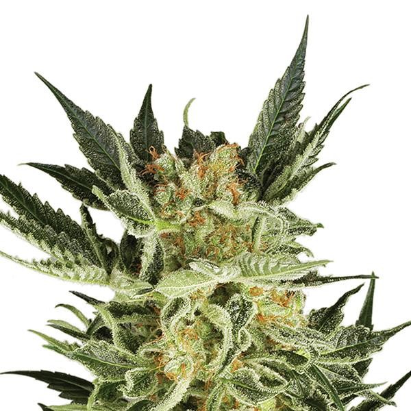 Auto AK 48 fem. Nirvana