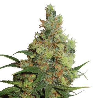 Auto Amnesia Haze fem. Nirvana