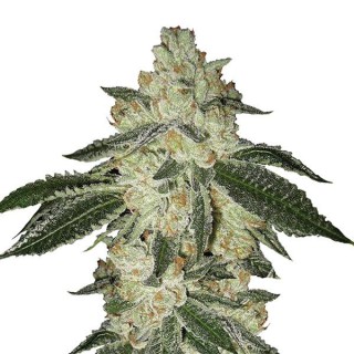 Auto Aurora Indica fem. Nirvana