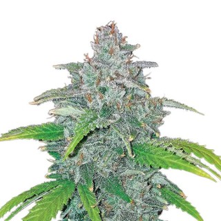 Auto Blue Dream fem. Nirvana
