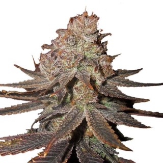 Auto Blueberry fem. Nirvana