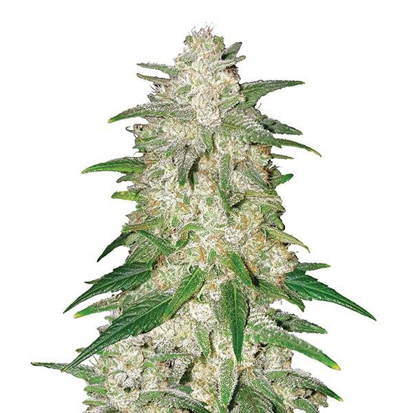 Auto Gelato fem. Nirvana