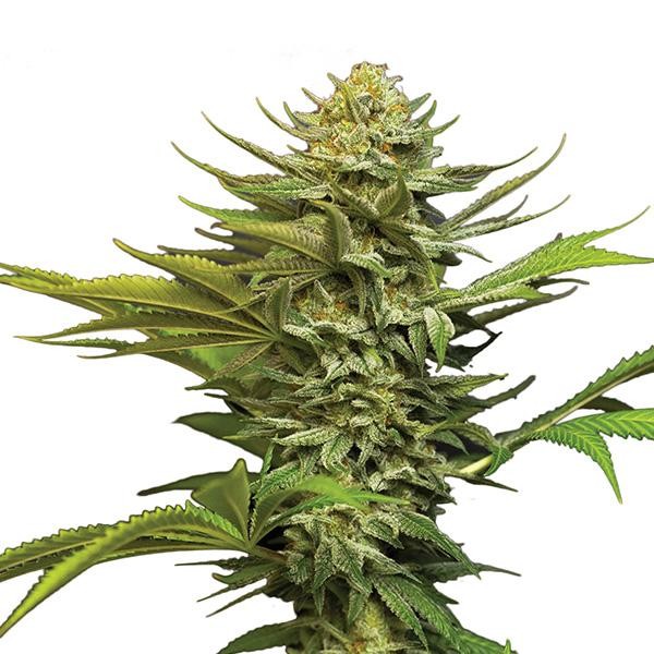 Auto Girl Scout Cookies fem. Nirvana