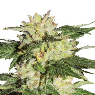 Auto Ice fem. Nirvana