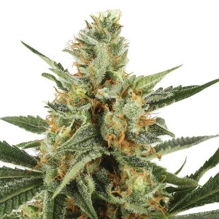 Auto Jock Horror fem. The Sativa Seedbank