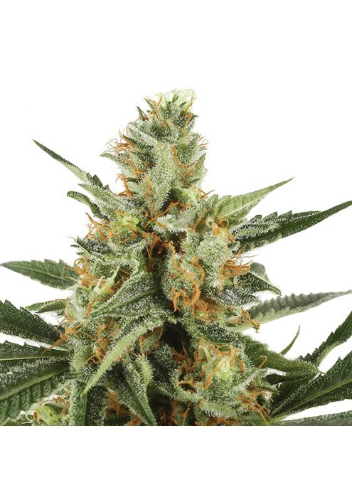 Auto Jock Horror fem. The Sativa Seedbank