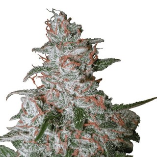 Auto Northern Light fem. Nirvana