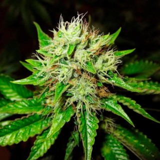 Auto OG Kush fem. Nirvana