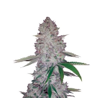 Auto Original Glue fem. Nirvana