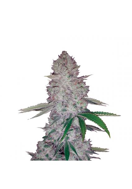 Auto Original Glue fem....