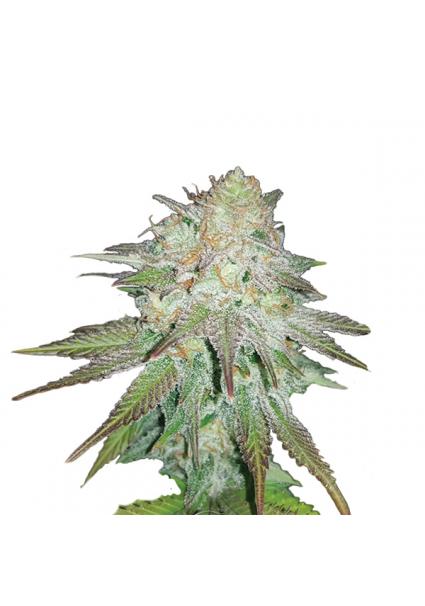 Auto Raspberry Cough fem....
