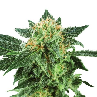 Auto Short Rider fem. Nirvana