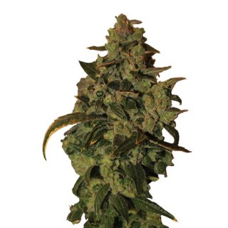 Auto Somango XXL fem. Nirvana