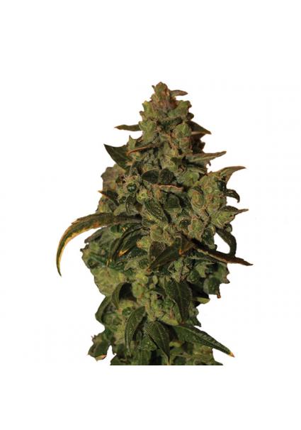 Auto Somango XXL fem. Nirvana