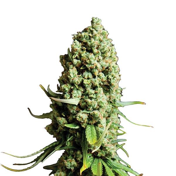 Auto Super Skunk fem. Nirvana