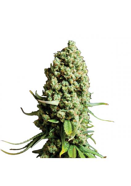 Auto Super Skunk fem. Nirvana