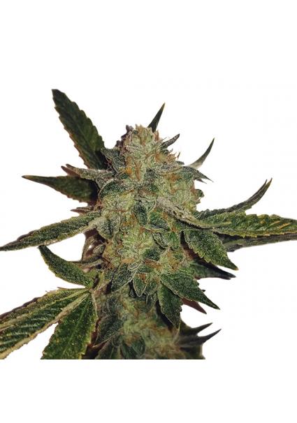 Auto White Widow fem. Nirvana