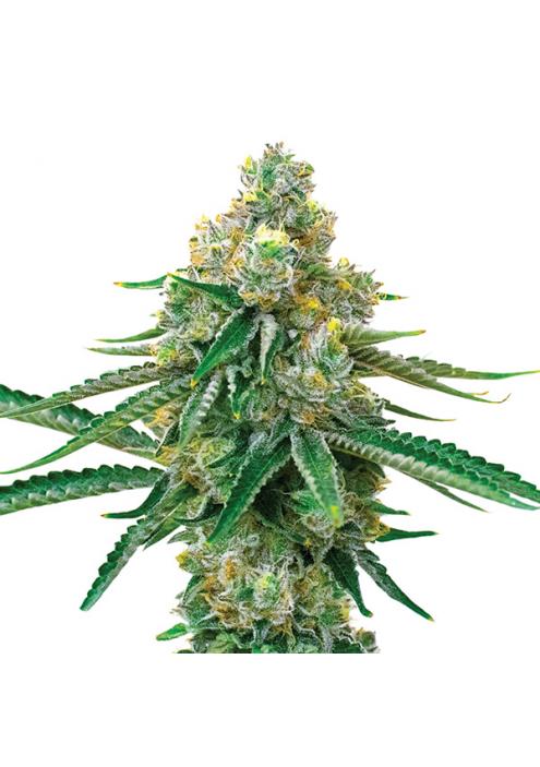 Blackjack fem. Nirvana