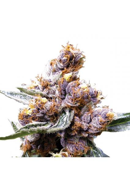 Blueberry fem. Nirvana