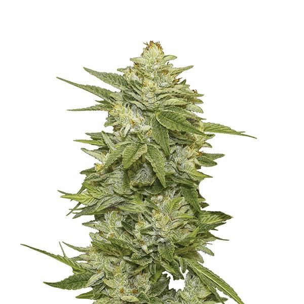 GG-48 fem. Nirvana