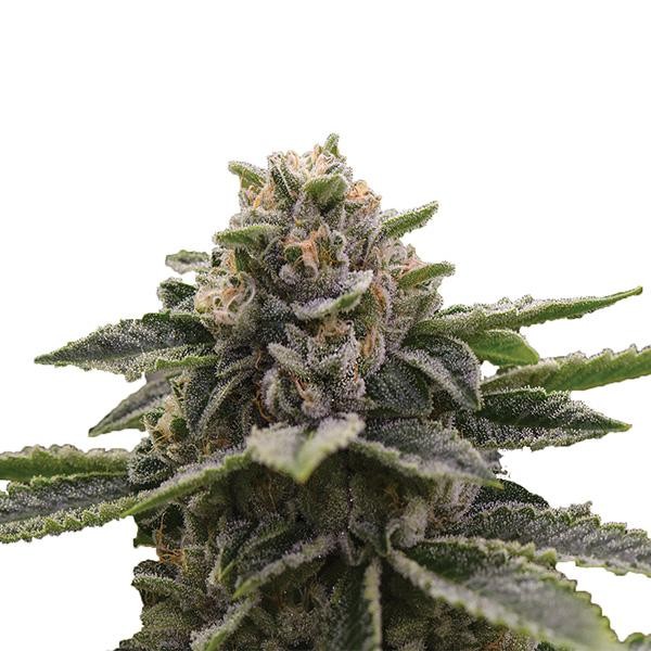 Girl Scout Cookies fem. Nirvana