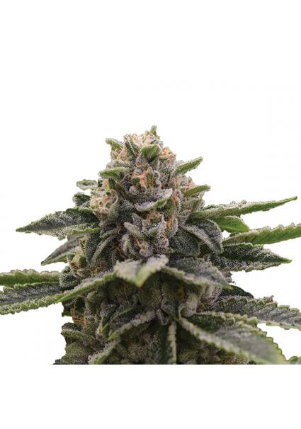 Girl Scout Cookies fem....