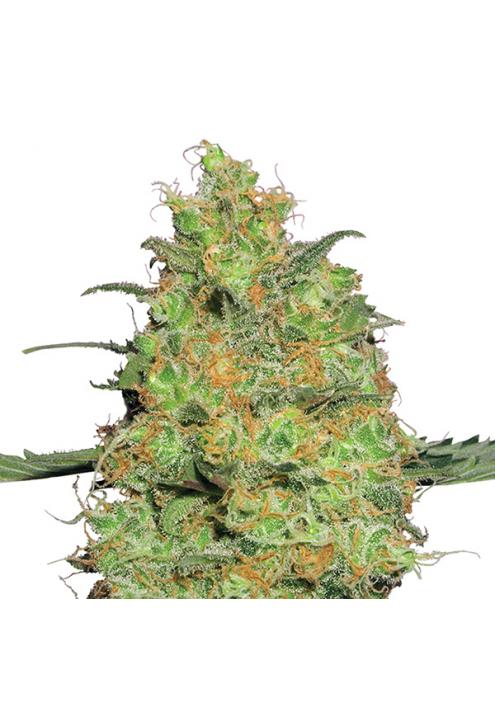 Master Kush fem. Nirvana