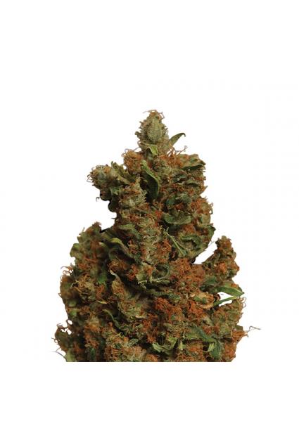 Orange Bud fem. Nirvana