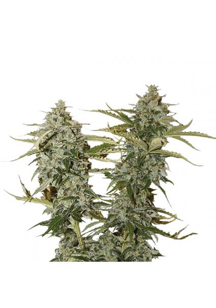 Original Glue fem. Nirvana