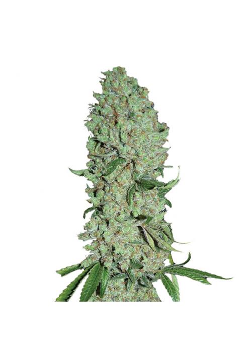 Pure Power Plant fem. Nirvana