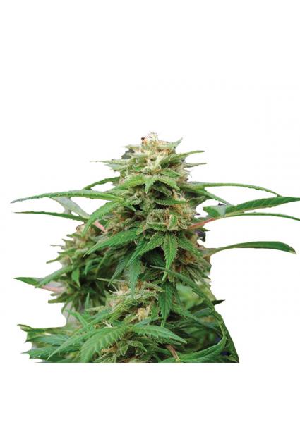 White Rhino fem. Nirvana