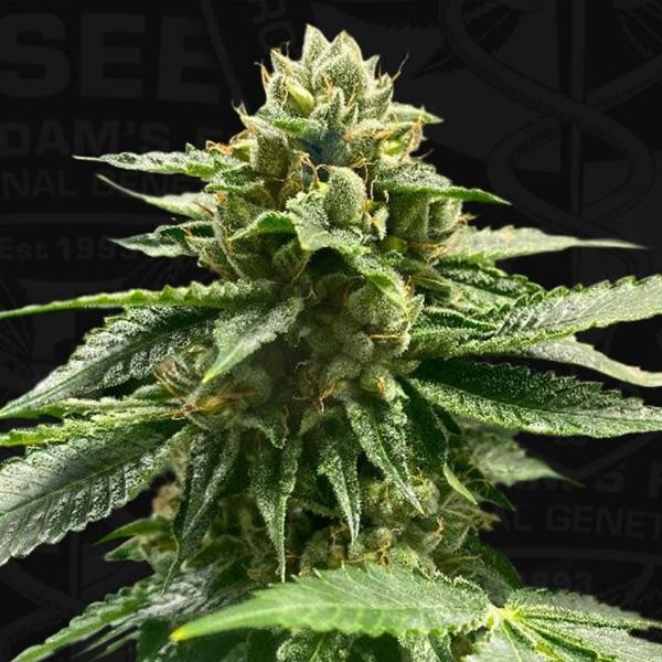 Melon Vader  5+1 u. fem. T.H. Seeds