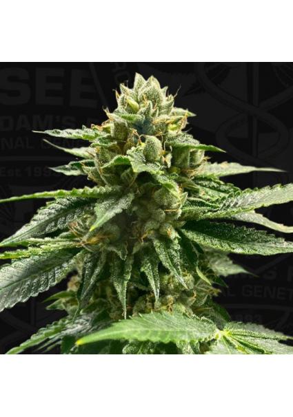 Melon Vader  5+1 u. fem....