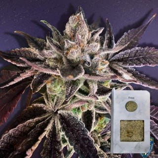 Runtz Mattazz  2 u. fem. 710 Limited Pack T.H. Seeds.