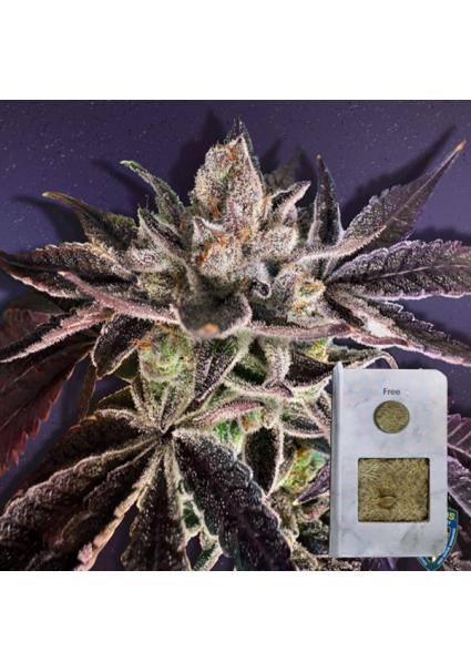 Runtz Mattazz  2 u. fem....