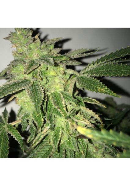 Shilo Z 5 u. fem. T.H. Seeds