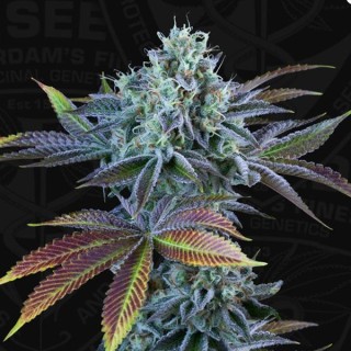 Auto French Cookies fem. Special Pack T.H. Seeds