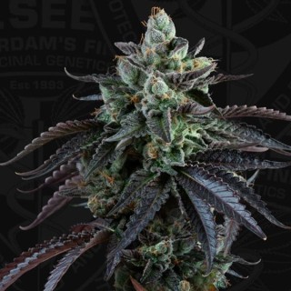 Auto French Macaron fem. Special Pack T.H. Seeds
