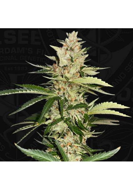 Banana Candy Krush fem....