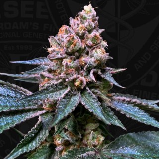 Black Apple Hitchcock fem. Special Pack T.H. Seeds