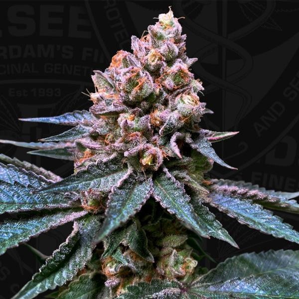 Black Apple Hitchcock fem. Special Pack T.H. Seeds
