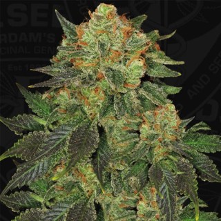 Bubble Banana Gum fem. Special Pack T.H. Seeds