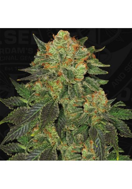 Bubble Banana Gum fem....