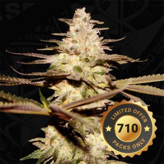 Califunk fem. Special Pack T.H. Seeds