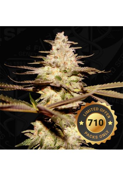 Califunk fem. Special Pack...