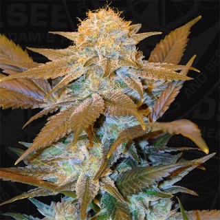 Critical Hog fem. T.H. Seeds