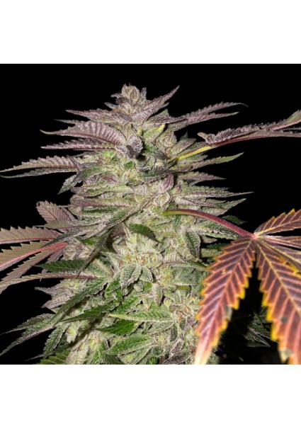 Gelato Cake fem. T.H. Seeds