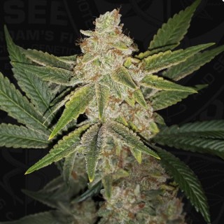 Hazanana fem. 710 Limited Pack T.H. Seeds