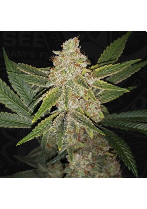 Hazanana fem. 710 Limited Pack T.H. Seeds